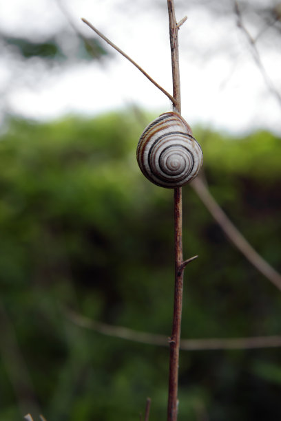 蜗牛的壳图片下载