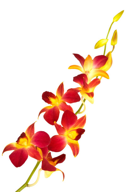 红色的兰花图片下载