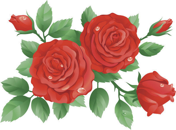 红玫瑰图片下载