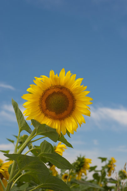 夏日里盛开的向日葵田图片下载