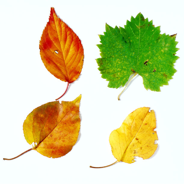 秋色四叶图片下载