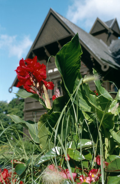 木房花图片下载