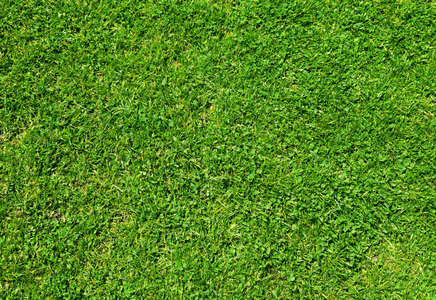 自然新鲜的草图片下载