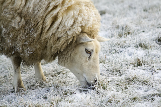 冰草地上的羊图片下载