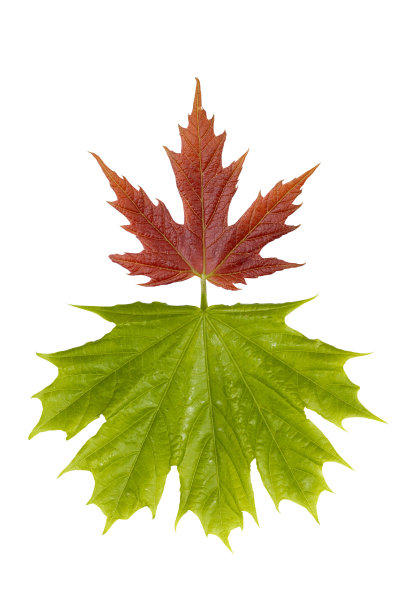 枫叶的季节图案孤立在白色图片下载