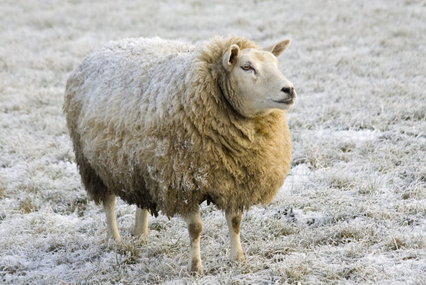 羊在冬天图片下载