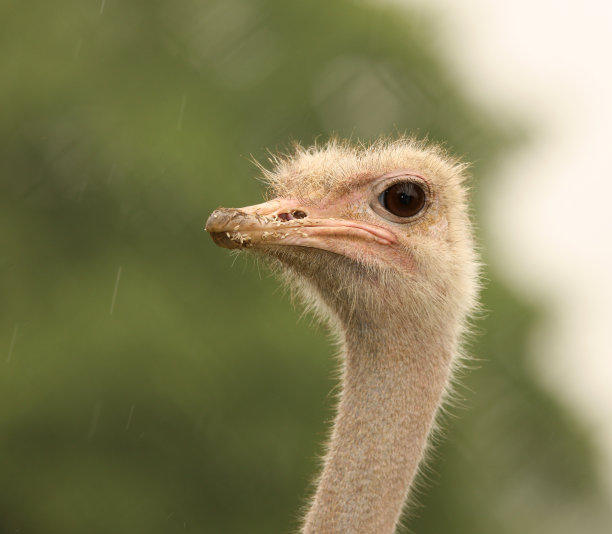 鸵鸟图片下载