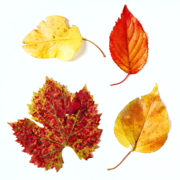 秋天的叶子图片下载