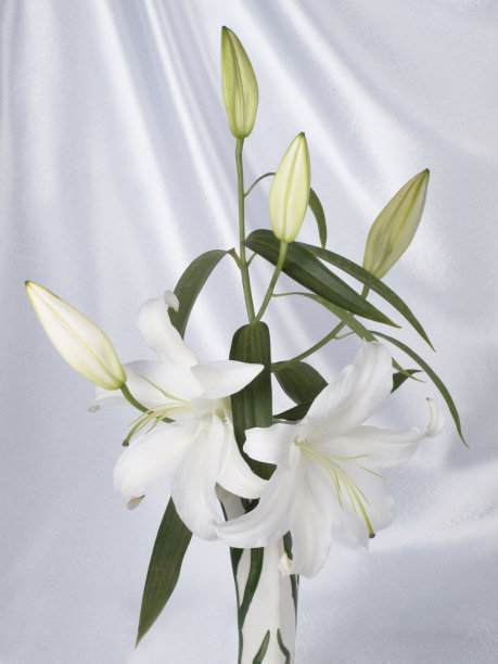 美丽的百合花在白色的丝绸上图片下载