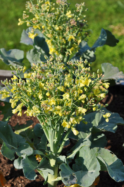 有黄色花的花椰菜头图片下载