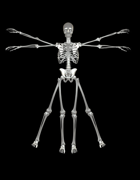 维特鲁威人骨架,图片下载