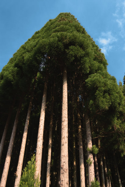 高耸的松柏图片下载