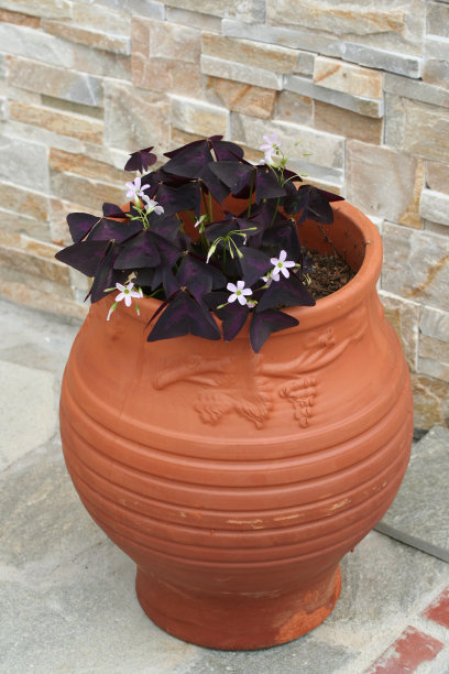 陶罐中的茉莉花图片下载