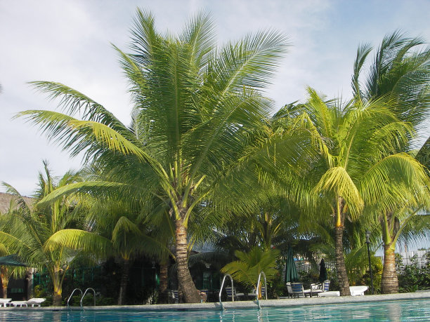 度假胜地的棕榈树。图片下载