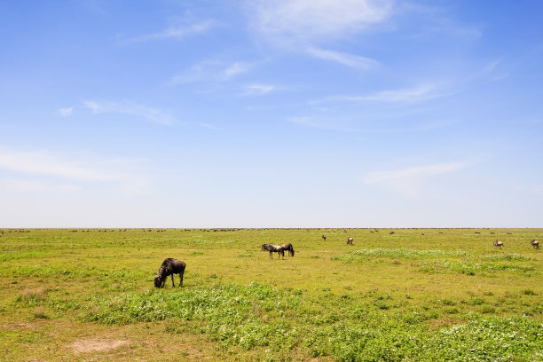 无边无际的塞伦盖蒂平原图片下载