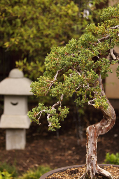 盆景树图片下载