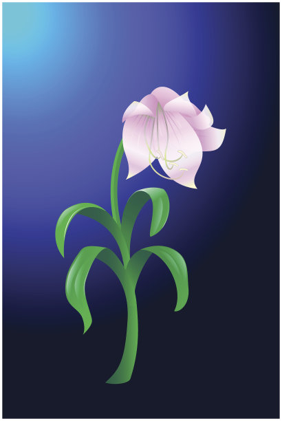 美丽的花图片下载