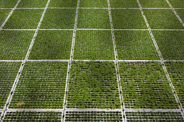 温室中的幼苗图片下载