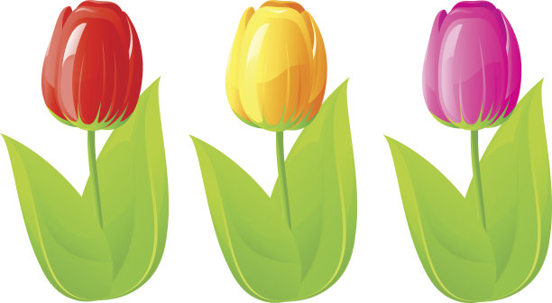 三个郁金香图片下载
