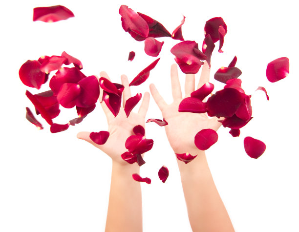 扬起花瓣图片下载