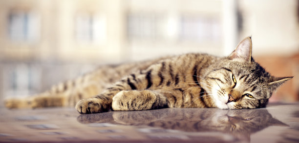 享受阳光的猫图片下载