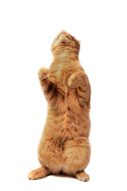 姜猫了图片下载