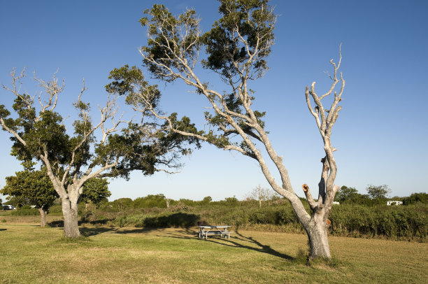大沼泽地的风景图片下载