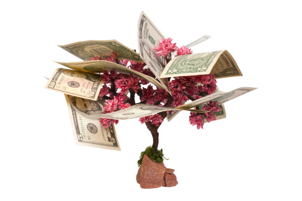 金钱树图片下载