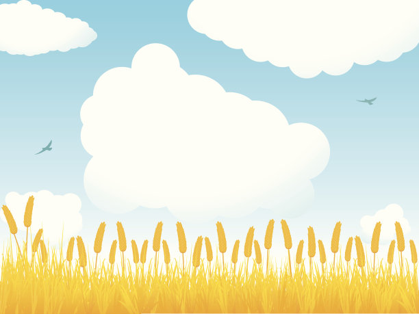 夏玉米田图片下载