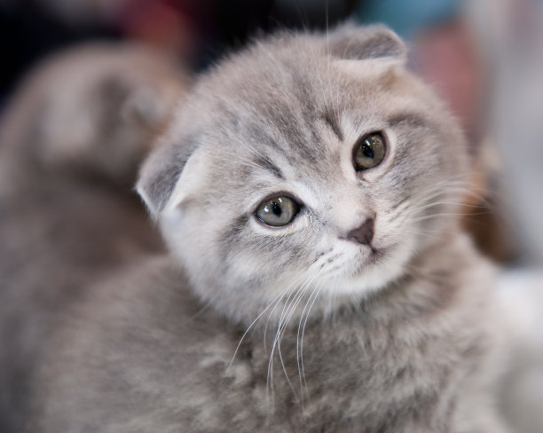 血统的猫图片下载