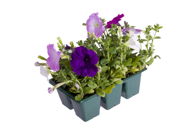 巨型6包混合牵牛花图片下载