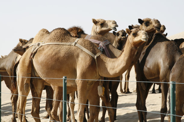 沙漠中精心照料的骆驼群特写图片下载