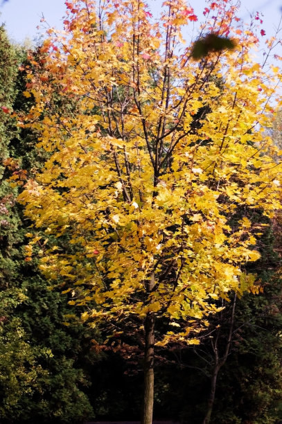 公园里的树秋天，秋天图片下载