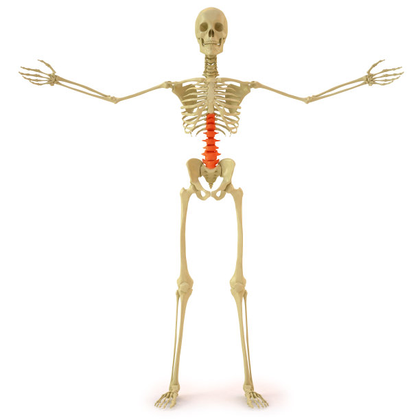 白色背景上的人体骨骼图片下载