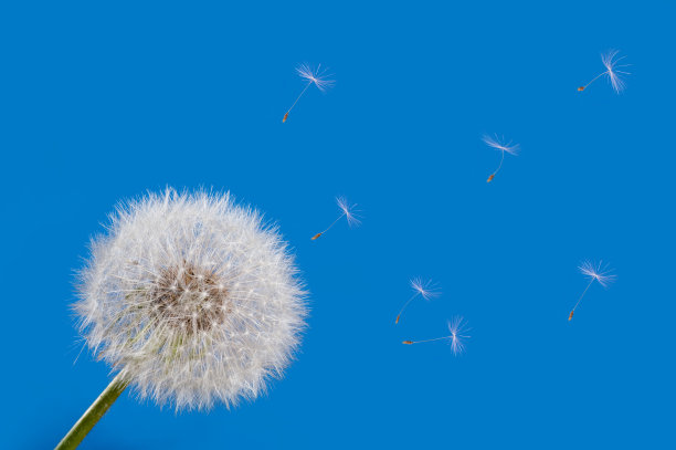 蒲公英图片下载