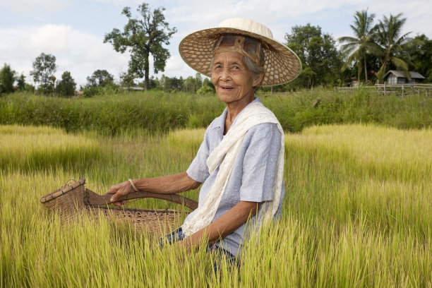 稻田里的亚洲老妇人图片下载