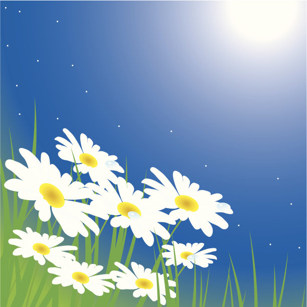 草地上的甘菊图片下载