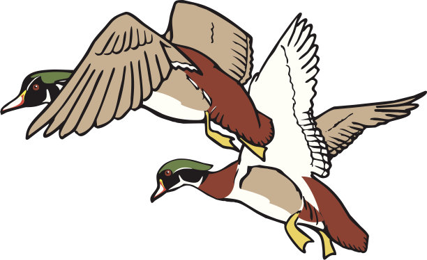 鸭子在飞行中图片下载