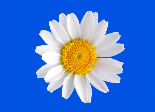 白色的雏菊图片下载