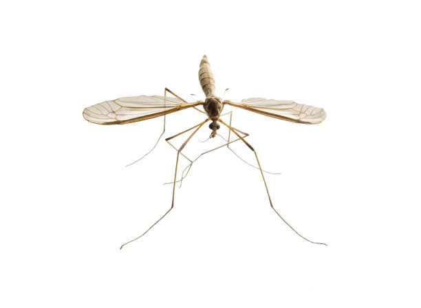 蚊子在白图片下载