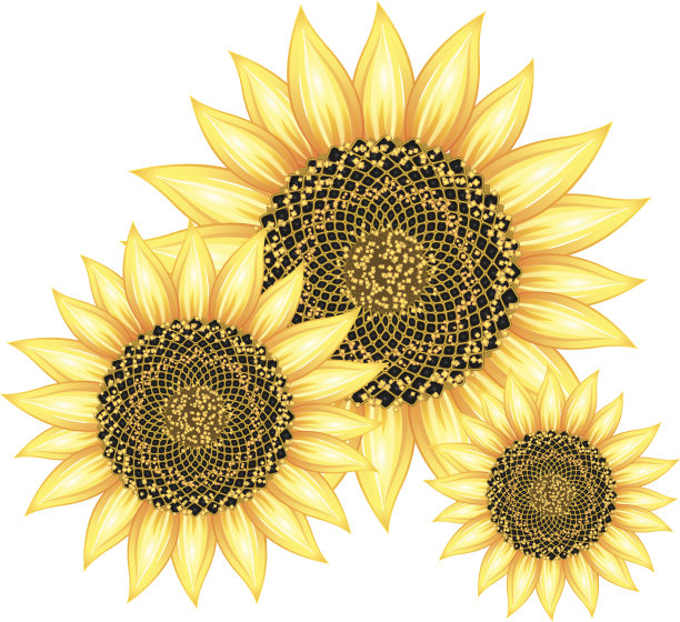 向日葵图片下载
