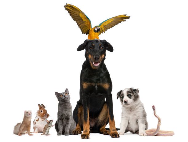 一群宠物，白色背景。图片下载