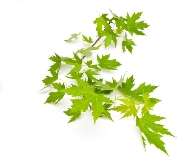 绿色的树叶图片下载