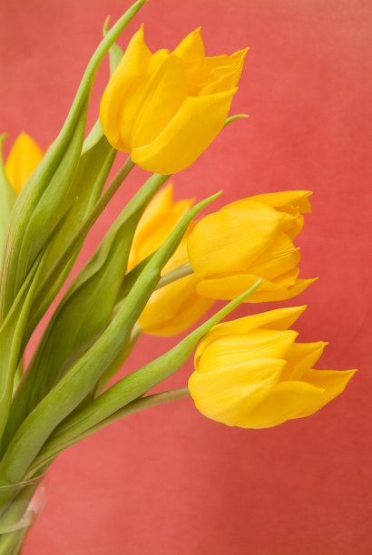红色背景上鲜艳的黄色郁金香图片下载