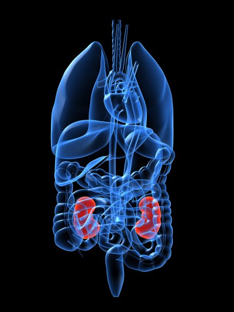 人体器官-肾脏图片下载