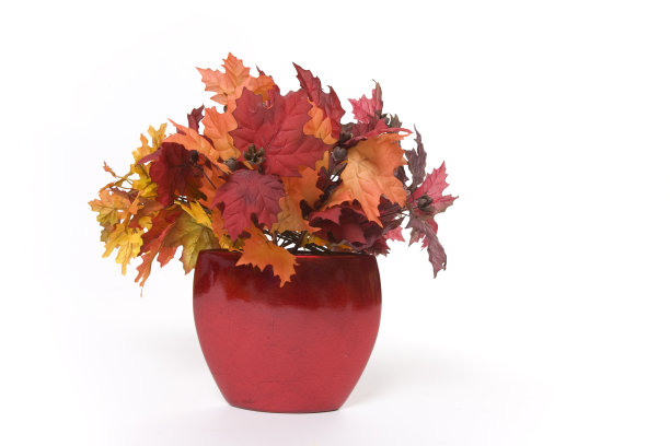 叶子和花瓶-水平图片下载