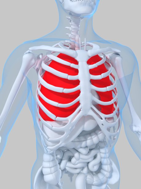突出显示肺图片下载