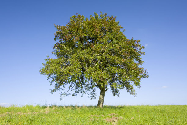 孤独的苹果树图片下载