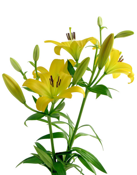 一束黄色的百合花图片下载