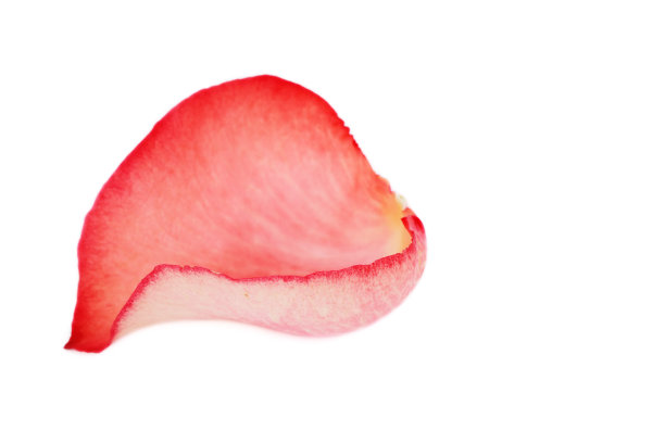 玫瑰花瓣图片下载